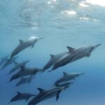 Stado delfinów płynących w czystej, turkusowej wodzie na Mauritiusie