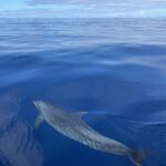 Delfin pływający w wodach Mauritiusa