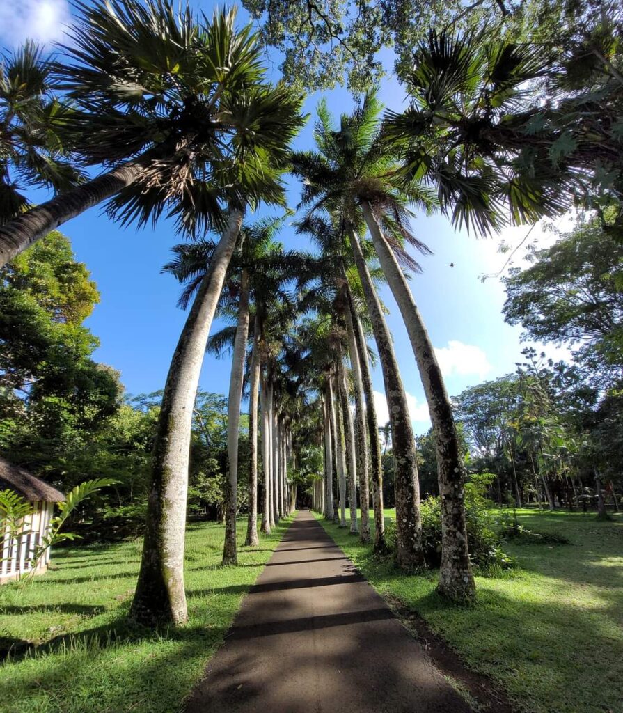 Aleja palm w bujnej zieleni, prowadząca do pięknych widoków na Mauritius.