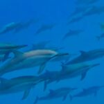 Stado delfinów pływających w wodach Mauritiusu