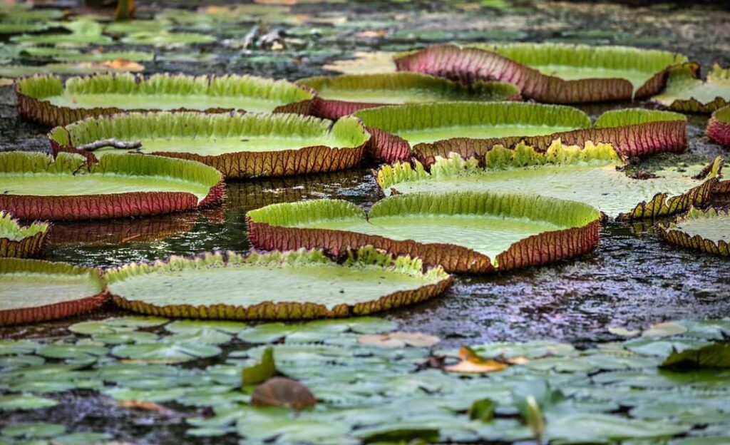 Wielkie liście na powierzchni wody na Mauritiusie